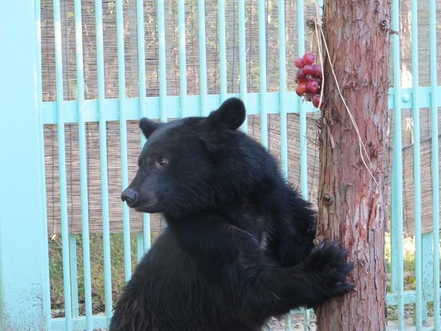 15年11月、獣舎で迎える初めての秋。大好きなぶどうが！（写真提供＝日本熊森協会）