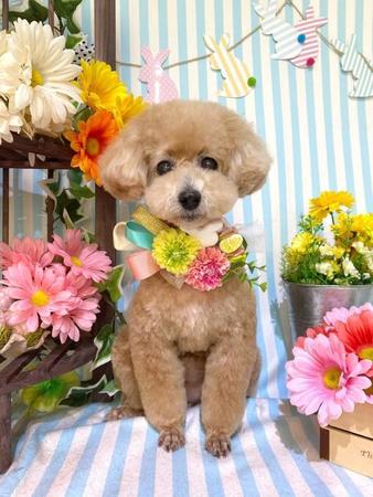 撮影中もおりこうです