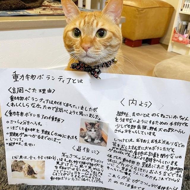 保護猫を飼ってから、子供が動物愛護について勉強するようになった