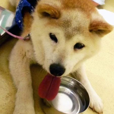 珍しい不整脈の病気にかかった柴犬には、何度も病院に来ていただきましたし、私が往診でそのお宅にうかがうこともたびたびありました