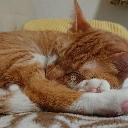 子猫時代、すやすや眠る天使