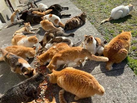 県内外で新型コロナ感染が感染再拡大している中、「青島猫を支援する会」がゴールデンウィークに「島に来ないでほしい」とSNS上で呼び掛けている（提供写真）