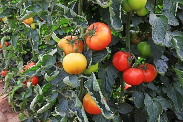 中国で育てられているトマト。カゴメはウイグル産トマトの使用中止を発表した（zhang yongxin/stock.adobe.com）