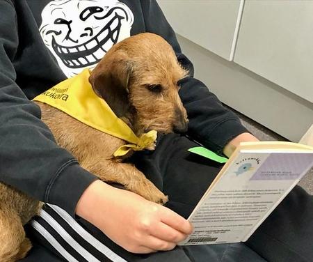 読書犬のお仕事中…こどもが本を朗読するのを、じっと聞きます／読書犬シルビー（@LukukoiraSylvi）のTwitterより