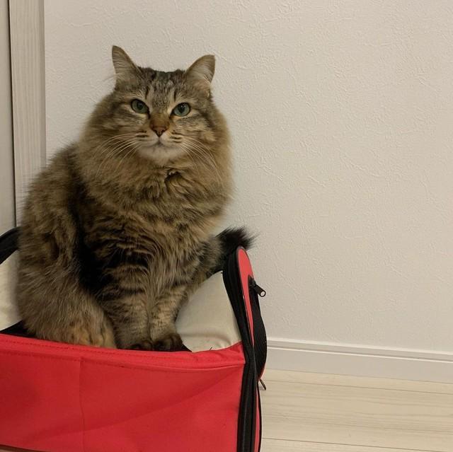 災害に遭った時、猫を入れて避難する予定のバッグに乗って予行演習