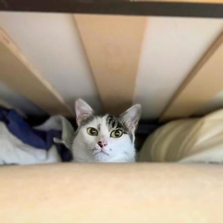 初日、ベッドの下にもぐってしまった
