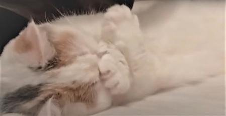 眠そうな猫ちゃんが短めのお手手で顔を「むぎゅー」とする動画に癒やされる人がTwitterで続出した/短足のしらす魚（@shirasu_nya）さん提供・動画よりキャプチャ撮影
