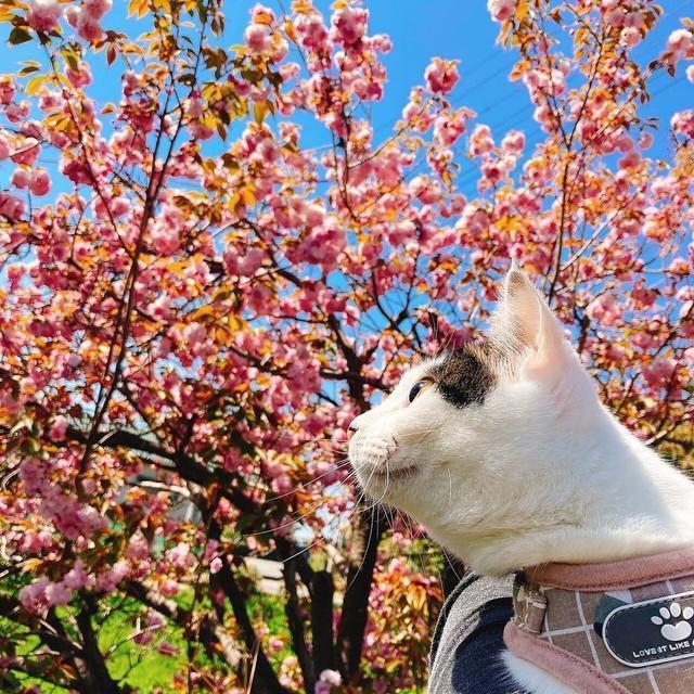 お散歩、気持ちよかったにゃ