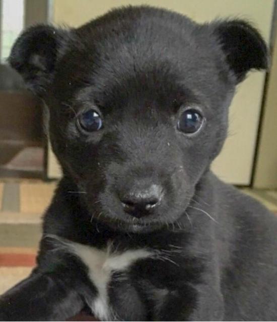 まるでツキノワグマ！？個性的な模様のワンちゃんが話題に