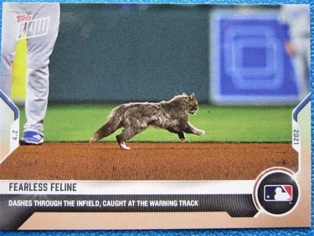 発売された猫ちゃんベースボールカード「フェアレス・フェライン」