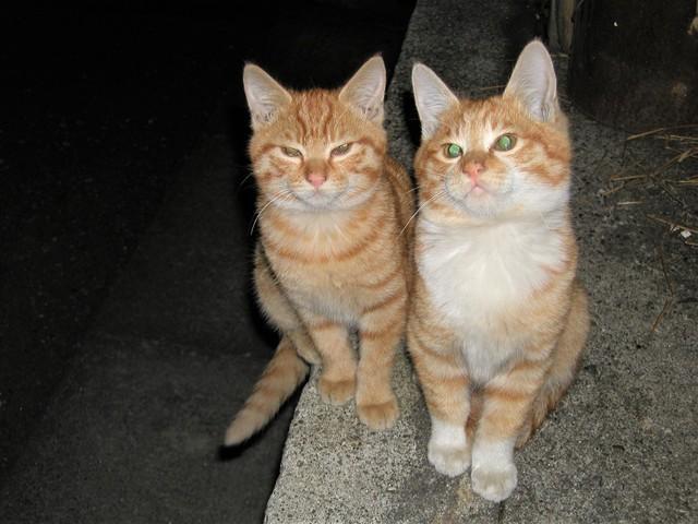 子猫のころの茶太郎くん（右）とお姉ちゃん（左）