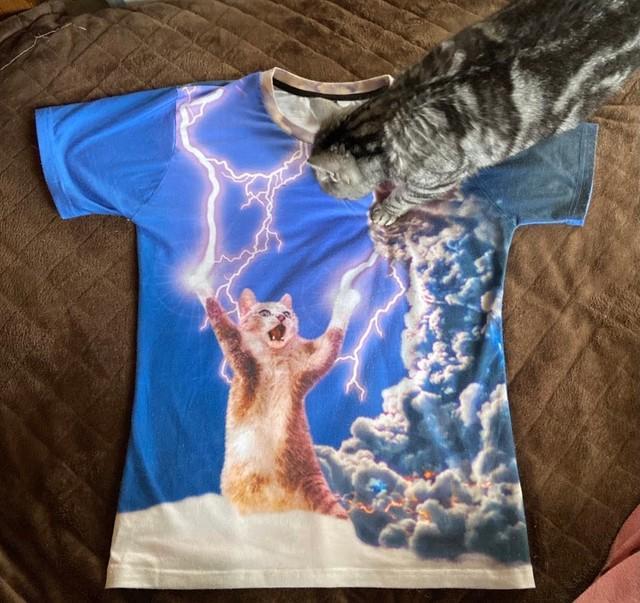 二次元vs三次元！これが本当の「にゃんこ大戦争」!? 稲妻を操るTシャツの猫に戦いを挑む猫さんが話題