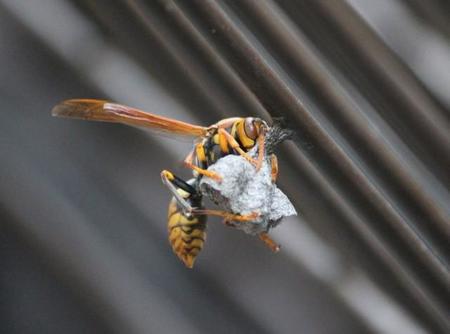 女王バチが巣作りを始める季節。アシナガバチは民家のサッシやフェンスに巣を作ることも＝Ayako/stock.adobe.com