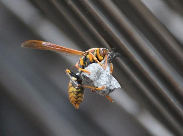 春はハチの巣作りの季節　ネットで話題の駆除方法は「都市伝説」と専門家　効果的な方法は