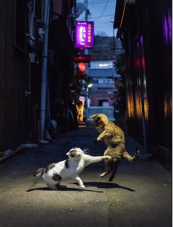 Twitterでは「じゃりん子チエの小鉄とアントニオ」とのリプも。楽しいし、まるで絵のような美しさ。この写真の相棒がニコンD500でした（津島さん撮影）