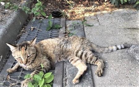 兄弟猫2匹が虐待されひとりぼっちになった野良猫のトラちゃん。名古屋市の公園で暮らしていた（提供写真）