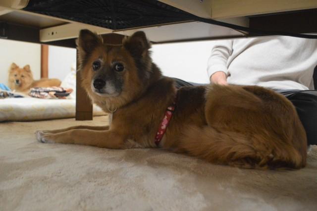 失踪から5年！愛犬家の粘り強い努力で、帰ってきた迷子犬　新しい家族と３匹で幸せ街道を歩く