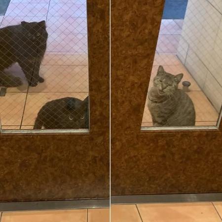 建物の入り口で人が現れるのを待つ猫たち…近所で突然増えた野良猫たちは「引っ越しで置き去りにされてた猫」だったという（提供写真＝関係部分のみトリミングしています）
