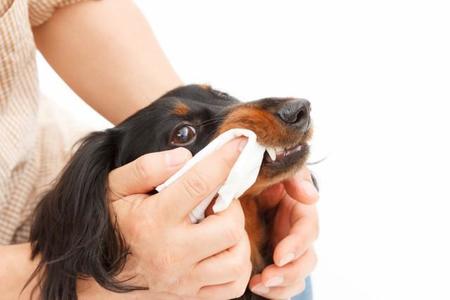 愛犬の歯磨き、習慣にしてますか？（mykeyruna/stock.adobe.com）