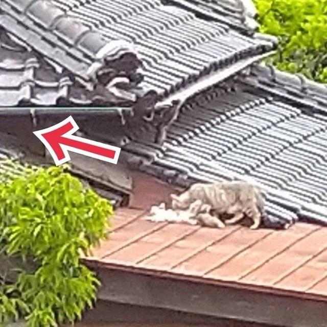 屋根の上にいる母猫と子猫。出産したとみられる場所は赤い矢印の二重屋根の間という（提供写真）