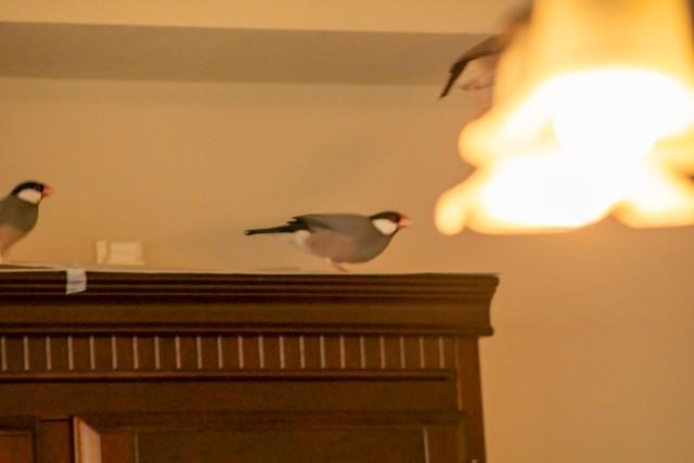 ヨガファイヤーだ!いや火の鳥だ!炎を吐き出す(?)文鳥さんが話題! 撮影者「これは失敗写真」