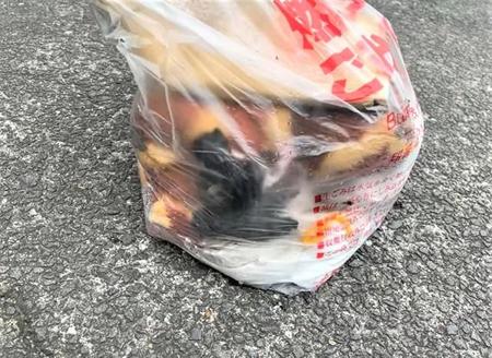 長崎市江川町のごみステーションで、生後間もない赤ちゃん猫4匹がごみ袋に入れられて発見された/浦川さん提供・動画よりキャプチャ撮影