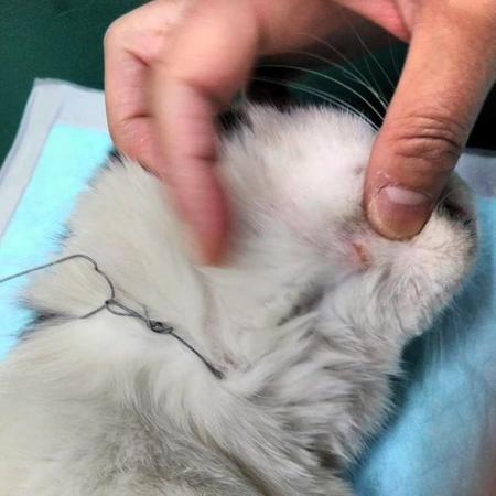 千葉県八千代市内の住宅街で首に針金を巻かれた猫が見つかった（提供写真）