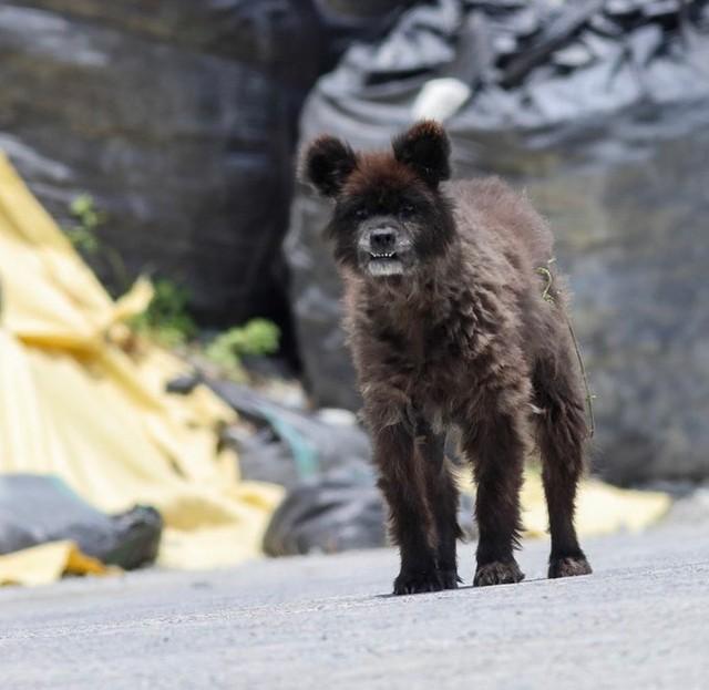 福島県の山中で遭遇した、不思議な生き物。クマにしては、脚が長すぎるし…？？（提供）