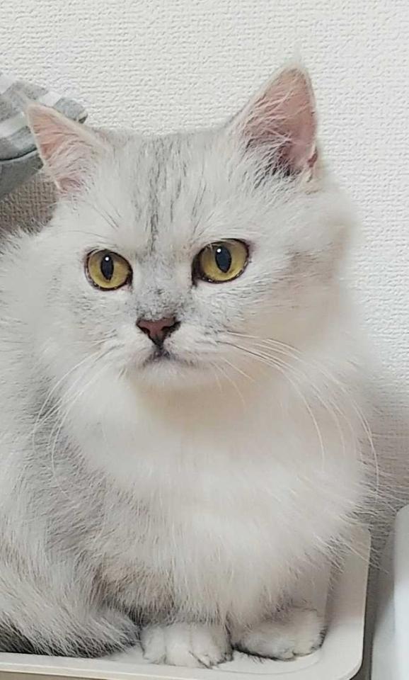 Kさん初めての預かり猫のヴィオラちゃん。今では男性飼い主にとても大切にされています