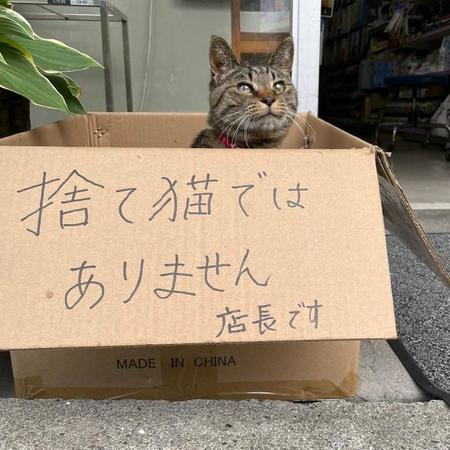 「捨て猫ではありません　店長です！」と書かれた段ボール箱からひょっこり顔を出す1匹のキジトラ猫の写真がTwitterで話題に（提供写真）