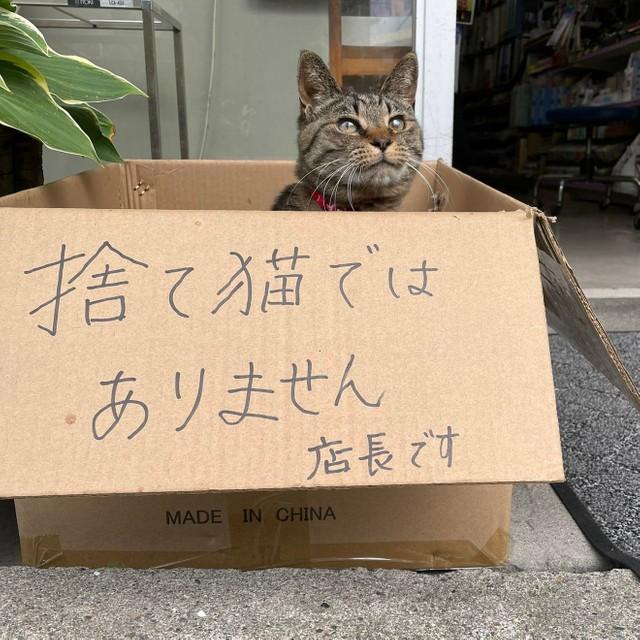 「捨て猫ではありません　店長です」文具店の店頭で、お客さまを出迎え中！？段ボール箱から顔を出す猫が話題
