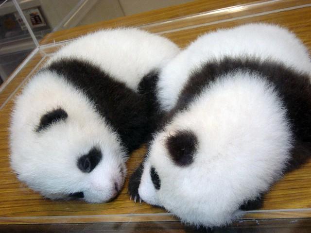 パンダ双子誕生で気になる上野動物園「子育て」舞台裏　2匹とも確実に育てる秘策は「入れ替え戦法」!?
