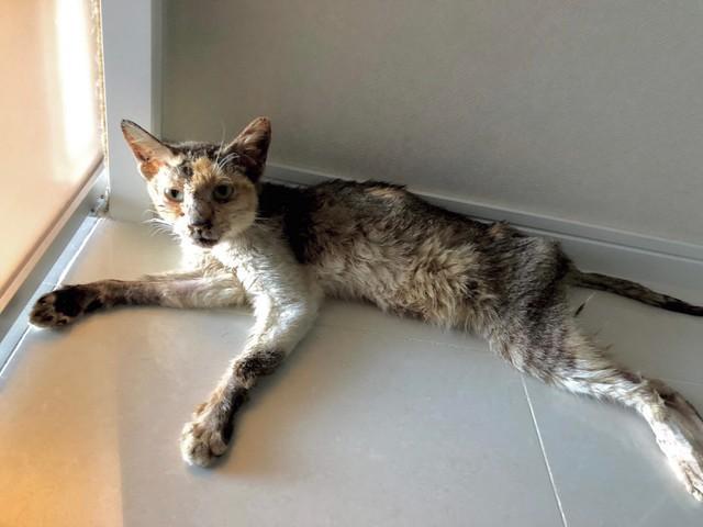 夫婦が移住間もない沖縄で保護した”激やせ”の三毛猫　1年後、猫アレ夫のそばを離れない人懐っこい美猫に成長