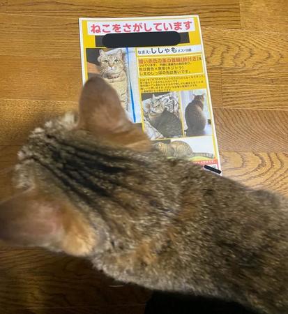 家から脱走した猫ちゃんが何食わぬ顔で朝帰りしたことを報告する、飼い主さんの投稿がTwitterで大きな反響を呼んだ（提供写真）