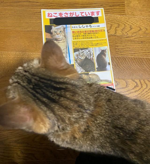 家から脱走した猫ちゃんが何食わぬ顔で朝帰りしたことを報告する、飼い主さんの投稿がTwitterで大きな反響を呼んだ（提供写真）