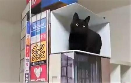 自宅で巨大猫がいる新宿のビルを再現したという動画がTwitter上で大きな反響を呼んだ/ふじわらさん提供・Twitter動画よりキャプチャ撮影