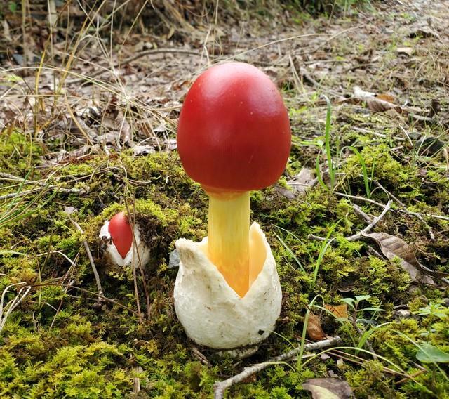 発見時※やまみそさん提供