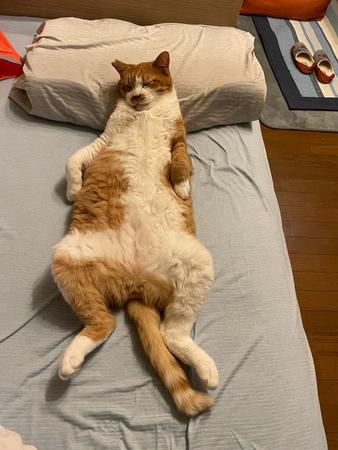 この堂々たる寝相！※コンドリア水戸さん提供