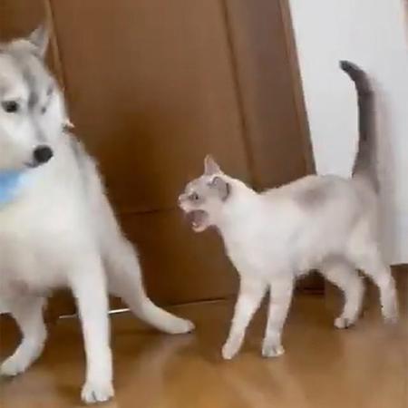 飛び起きた犬さんに猫パンチ、からのシャー！（画像提供／かもしかさん）