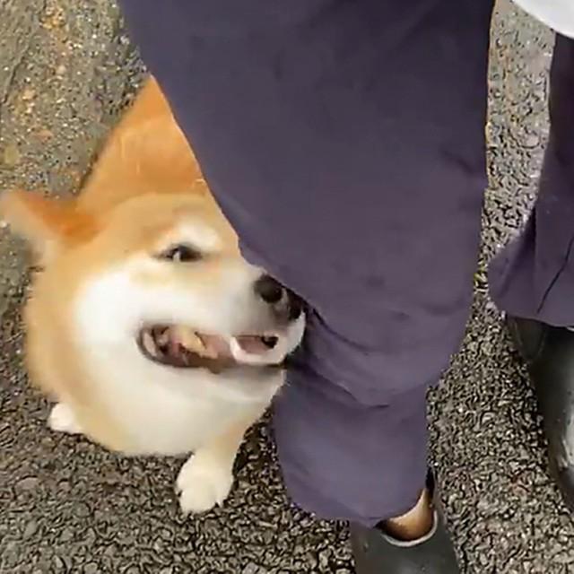 雨の日のお散歩「濡れちゃったー！ちょうど良いところに布が…」飼い主さんの服で“顔を拭く”柴犬さんが話題