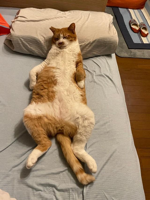 この堂々たる寝相！※コンドリア水戸さん提供