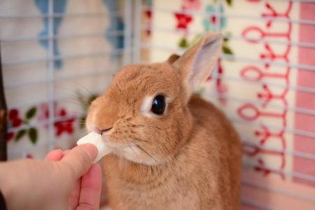 うさぎを飼いたいという子供に対して母が提示した条件とは？