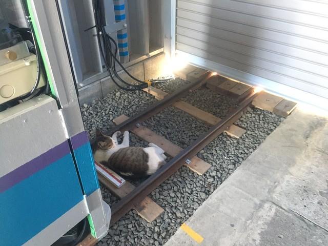 猫が線路に立ち入り列車が運休→復旧のメド立たず!?「にゃんて客だ」「癒されます」話題の「空知〓道」とは？