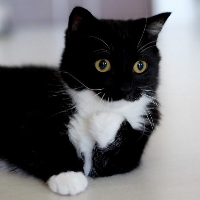 「音が聞こえたニャ…」（画像提供／うに@ミヌエット男の子）