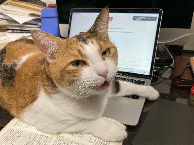 「『ここは私がやっとくから』みたいな顔をしてるけどやってはくれない」と、愛猫の写真をツイッターに投稿した「N. Sakata」（@nsakaty）さん。Twitter上で話題に（提供写真）