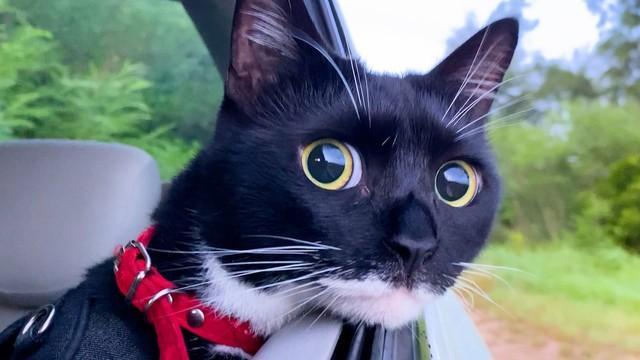 「ドライブの楽しさわかってる」車窓から景色見る猫の様子にクギヅケ「あごのせ可愛い」「お目めキラキラ」
