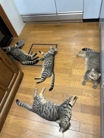 キッチンの床に寝転ぶ4匹のキジトラ猫の写真がTwitter上で話題になった（提供写真）