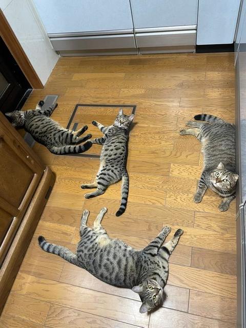 ご飯の支度ができない！？　キッチンに猫・猫・猫・猫「見分けがつかない」「分身の術」「大渋滞」