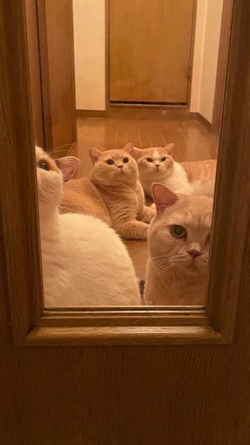 「完全に口が ∧」廊下に締め出された４匹の猫たち、個性豊かな表情が話題に