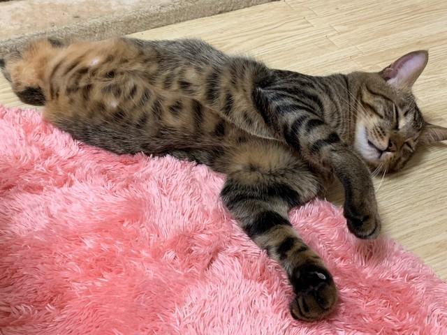 「誰か助けて！」後ろ脚を引きずった猫　善意の募金で大手術成功、一命を取りとめ家族に